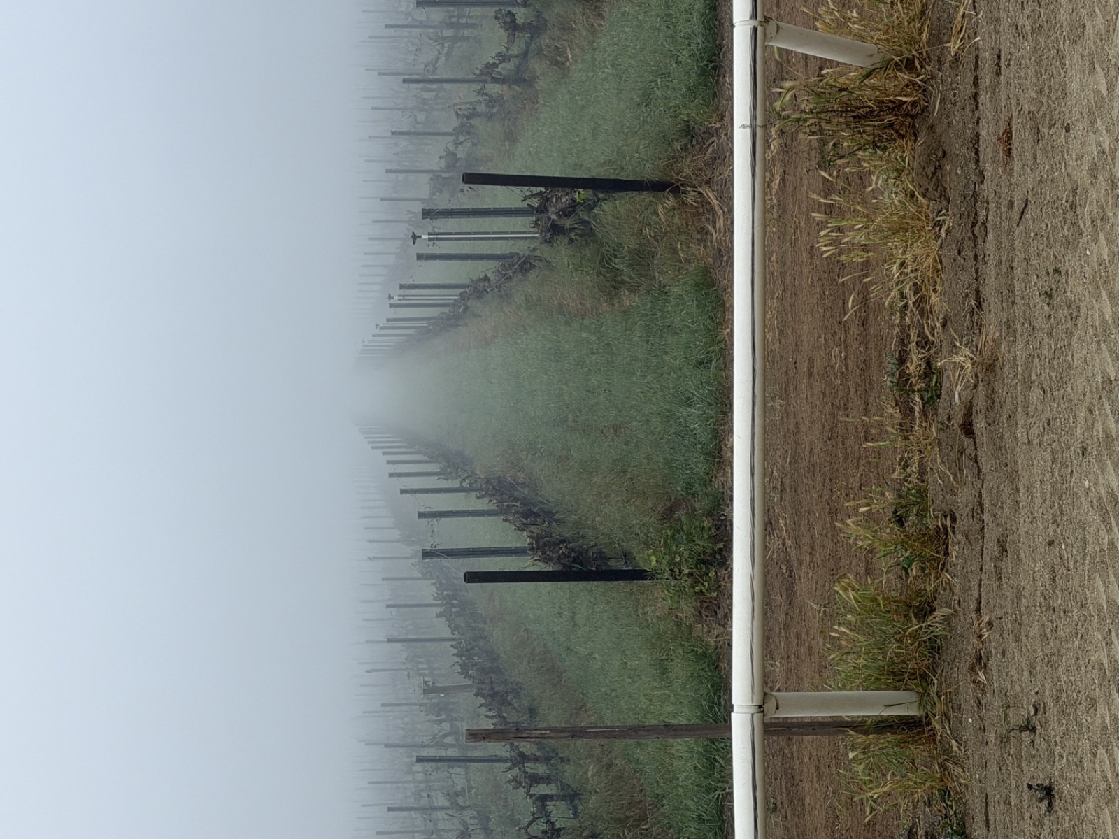 Vine rows in morning fog, seen across the white rail of the horse training track